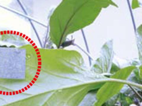 感水紙付着指標第三者からの指摘前後の薬液付着程度の変化