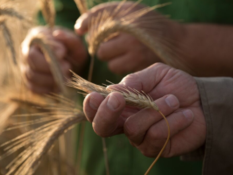 圃場で小麦を確認する生産者