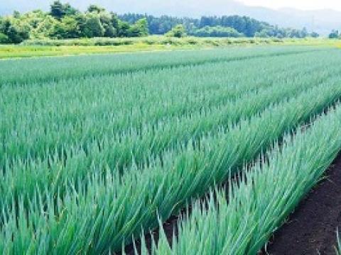 ねぎ圃場
