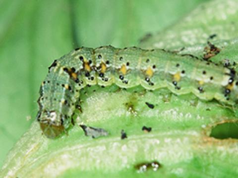 知ろう！食入する厄介なオオタバコガ編ー農家の常備薬 アファームの特長