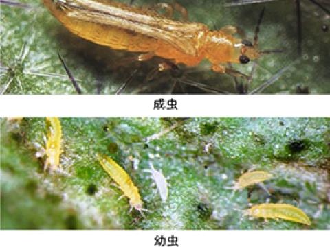 ミナミキイロアザミウマ