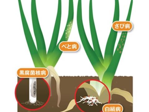ユニフォーム粒剤の適用病害イメージ