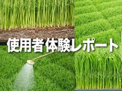 定植前の全面土壌混和で、にらのネダニ類とネキリムシ類への効果を実感。処理のしやすさと残効の長さも魅力です-フォース粒剤- | シンジェンタ ...