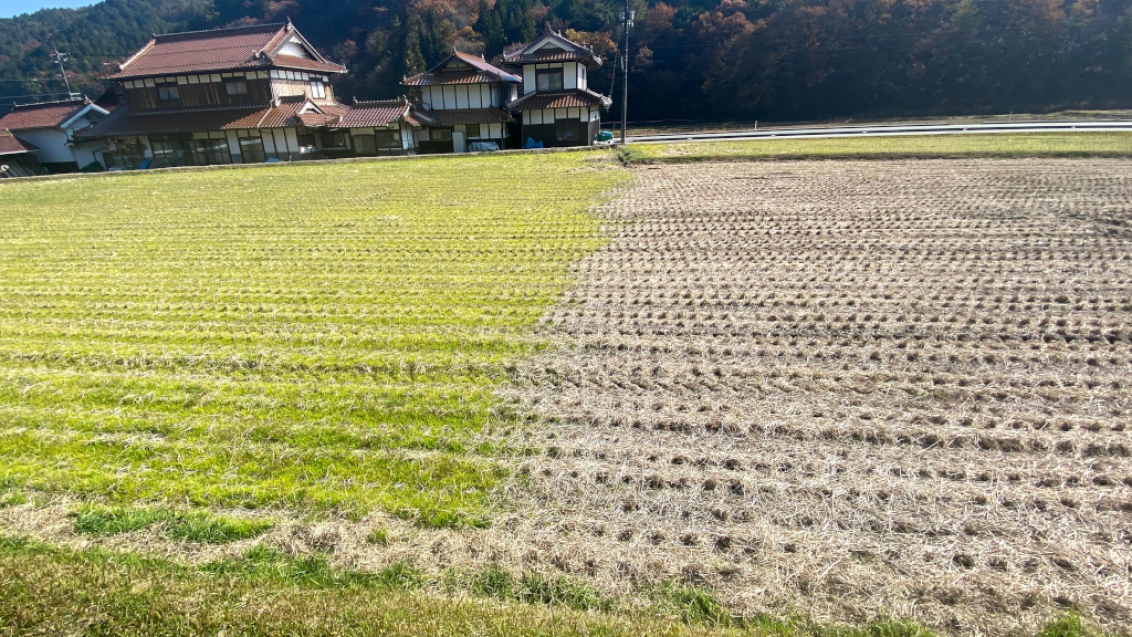 1ヶ月経過したプリグロックスLとアグリ革命アクアの混用散布区