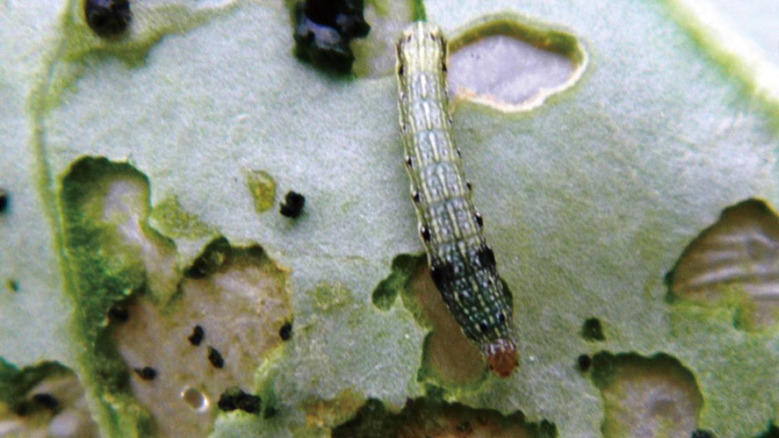 大豆の害虫防除　ハスモンヨトウ