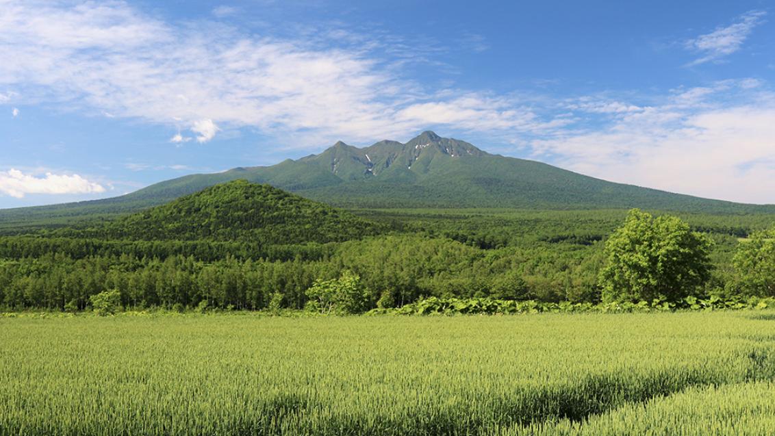 世界自然遺産の知床の斜里岳と小麦畑