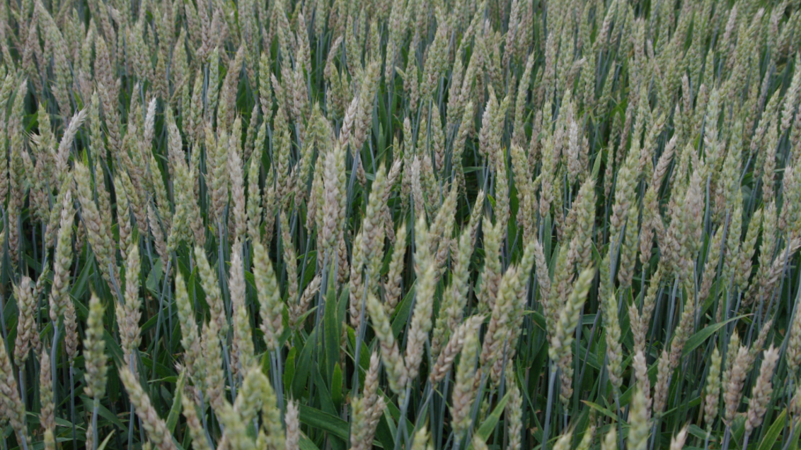 赤かび病が多発する小麦圃場