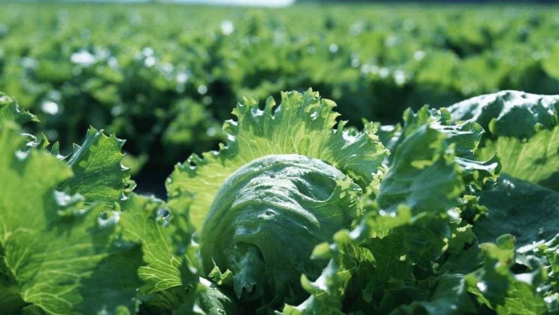 レタスの菌核病、べと病、灰色かび病などを同時防除ー農家の常備薬