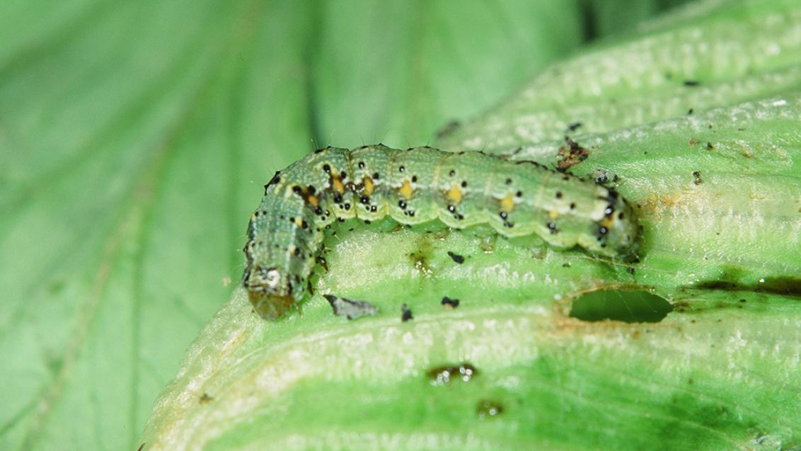 知ろう！食入する厄介なオオタバコガ編ー農家の常備薬 アファームの特長