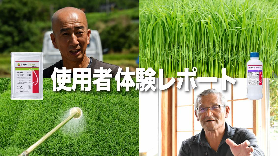 水稲育苗箱用灌注処理剤「ミネクトシリーズ」使用実感レポート（広島県・島根県）