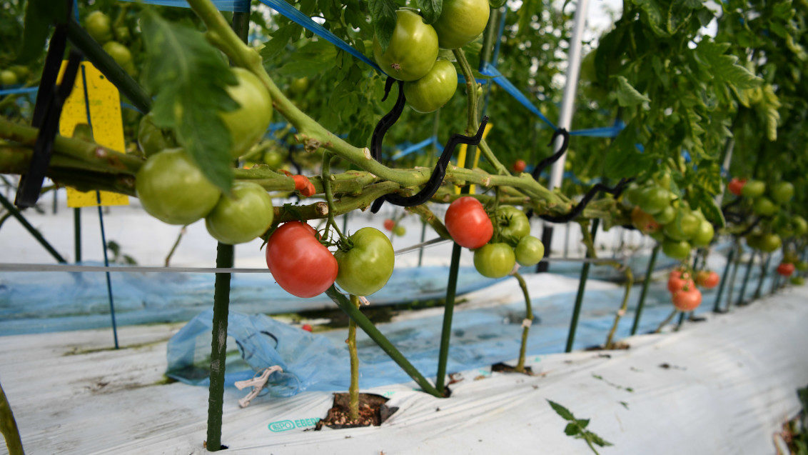 タバココナジラミを「入れない、出さない、増やさない」日本一のトマト産地を守るため、地域一丸となって取り組むトマト黄化葉巻病対策。