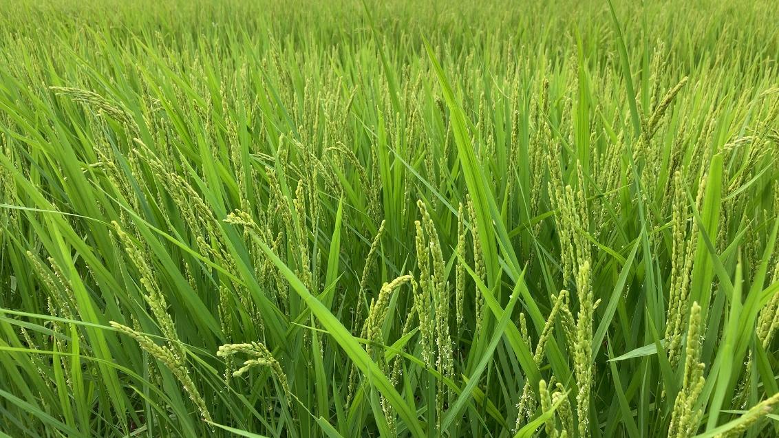 三重県多気郡明和町の（株）ヤマヨ組　圃場画像