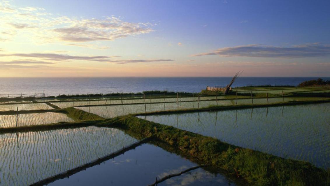 水田風景
