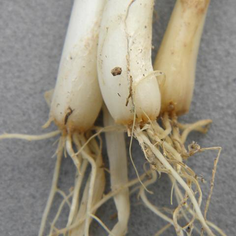 加害部が腐敗して収量減をもたらす、ねぎの「ネダニ」をしっかりと防除するために | シンジェンタジャパン|Syngenta Japan