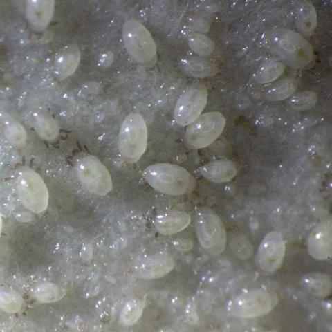 加害部が腐敗して収量減をもたらす、ねぎの「ネダニ」をしっかりと防除するために | シンジェンタジャパン|Syngenta Japan