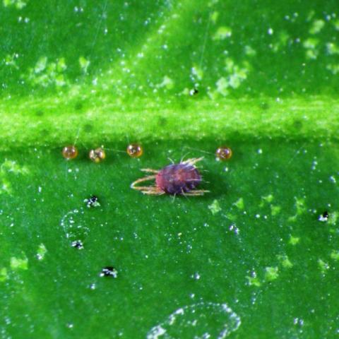 ハダニ類の被害と生態、防除対策 | シンジェンタジャパン｜Syngenta Japan