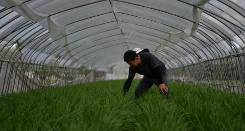 定植前の全面土壌混和で、にらのネダニ類とネキリムシ類への効果を実感。処理のしやすさと残効の長さも魅力です-フォース粒剤- | シンジェンタ ...