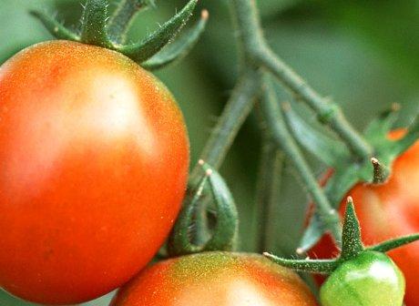 野菜種子事業