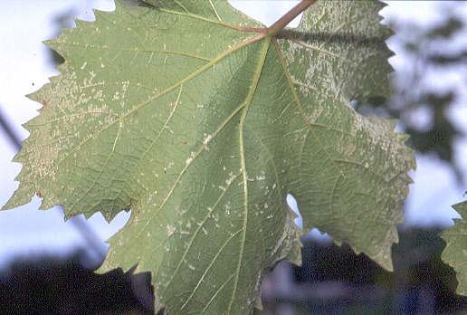 葉の裏面に真っ白いカビを形成