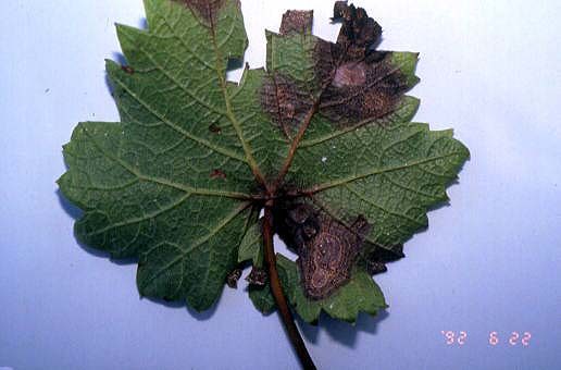 葉の病斑（褐色、不整形の斑点を形成）