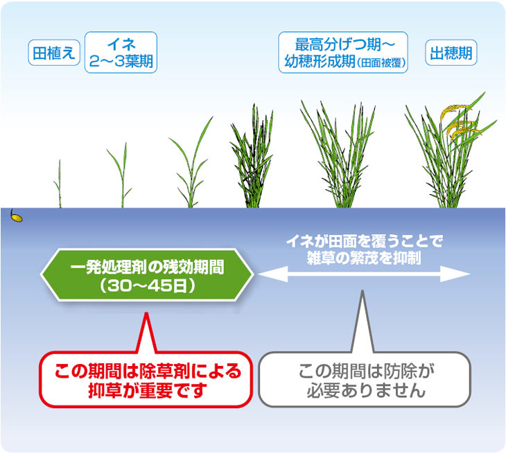 移植栽培での雑草の要防除期間と水稲の生育