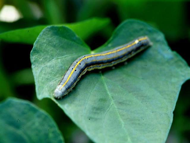 ナカジロシタバ若齢幼虫による未展開葉の被害