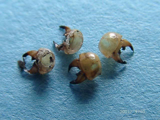 アリに捕食され頭蓋（頭部の殻）だけが残ったコガネムシ1齢幼虫