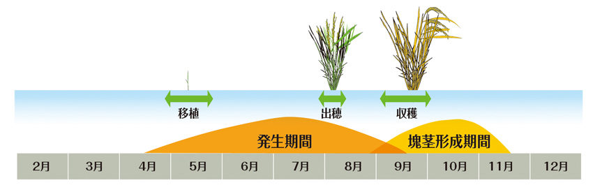 水田におけるクログワイの発生消長と塊茎形成時期（模式図）