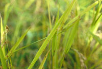 稲のごま葉枯れ病の写真