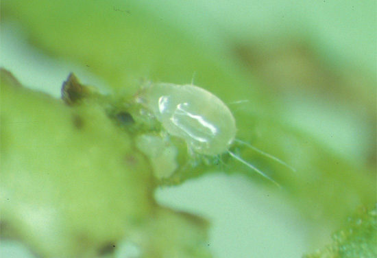 ホウレンソウケナガコナダニの成虫（体長約0.5mm）