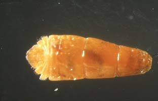 ヤノネカイガラムシのメス成虫（虫体）