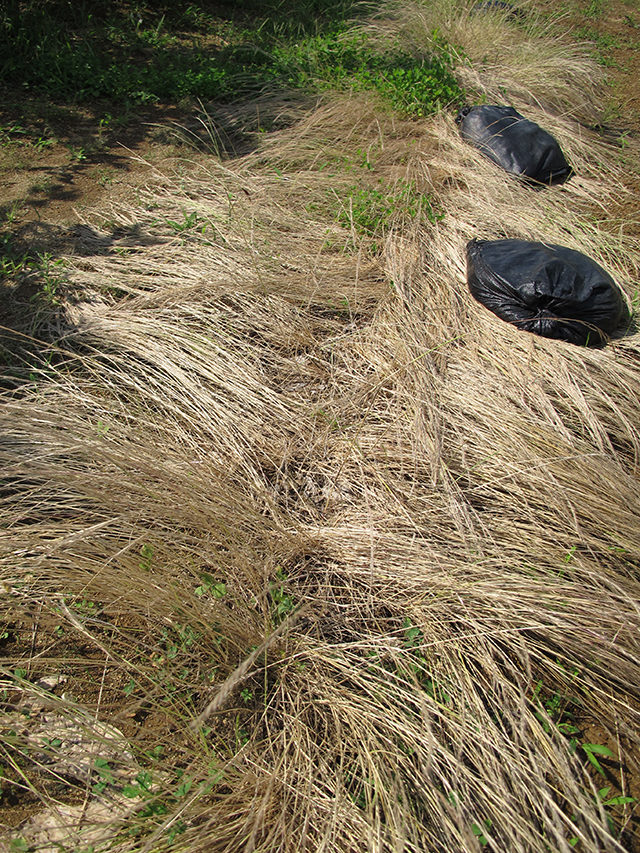ミヤコカブリダニの生息場所となるナギナタガヤは、冬に繁茂し夏前に枯れた状態に