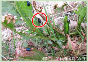 ギシギシ類の葉を摂食するコガタルリハムシの成虫。写真中央には交尾雌雄がみられる