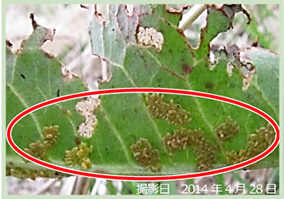 ギシギシ類の葉に産みつけられたコガタルリハムシの卵塊