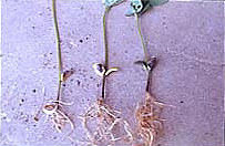 紫斑粒の播種によって子葉に出現した病徴