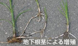 地下根茎による増殖