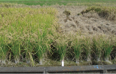 トビイロウンカ抵抗性遺伝子を導入した稲品種「関東BPH1号」(写真左側)。 抵抗性を持たない稲(写真右側)では坪枯れが起きている。