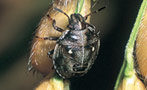 トゲシラホシカメムシ幼虫