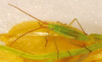 アカヒゲホソミドリカスミカメ 幼虫