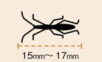 クモヘリカメムシの体長