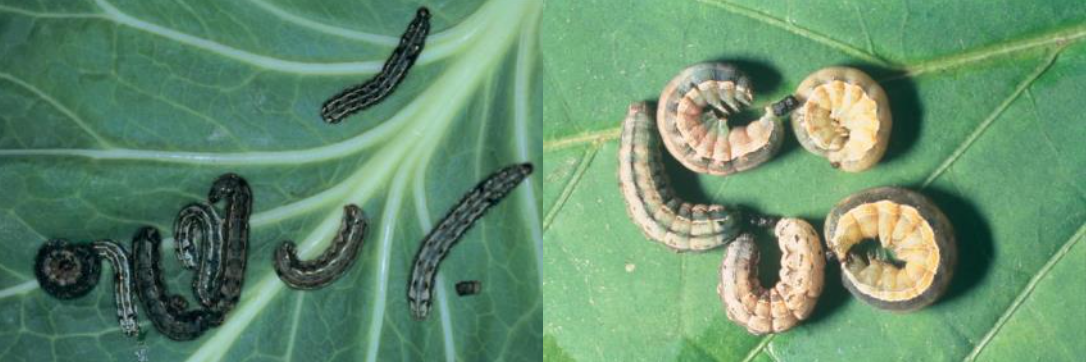ハスモンヨトウ幼虫(左)、シロイチモジヨトウ幼虫(右)