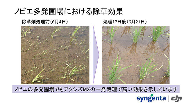 新潟県柏崎市でのアクシズMX1キロ粒剤　防除効果試験結果