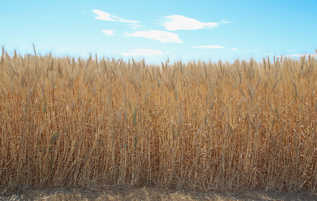 黄金色に美しく実った小麦。品質はもちろん見た目の美しさにもこだわり、仕上げ防除を徹底している