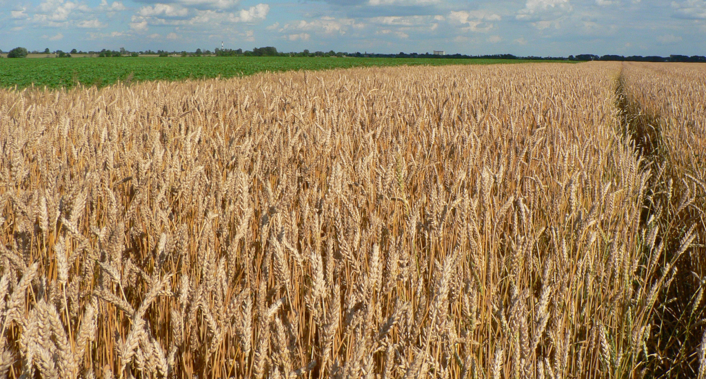 西欧諸国の小麦の収量は10aにつきおよそ700kg、生産者によっては1tにも及ぶ。対して日本は全国平均で400kg/10aほど、比較的高い北海道でも474kg/10aと欧州の半分程度の水準