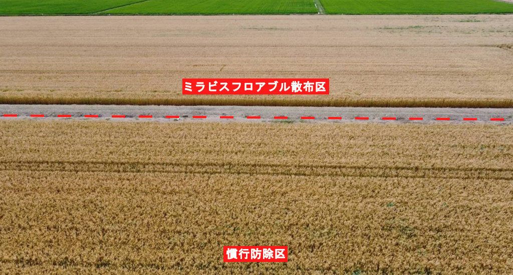 参考：北海道の他圃場で実施したミラビスフロアブルの社内試験 ミラビスフロアブル散布区（上）と慣行防除区（下）