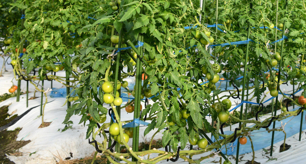 トマトの茎を斜めに誘引し、樹高を低くして栽培するのが特徴
