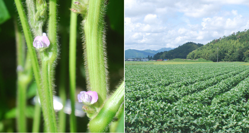 黒大豆の花（左）と黒大豆圃場（右）