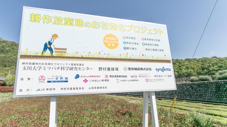 増え続ける耕作放棄地にミツバチの栄養になるお花を植えて、農地の再生とミツバチの餌不足解消などを目指しています。