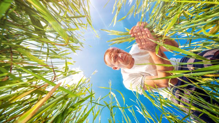 farmer_upwards_angles_thorugh_crop_istock