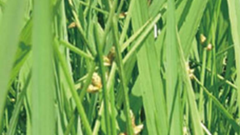 水田内で多発生しているイヌホタルイ